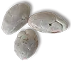 porcelain seed